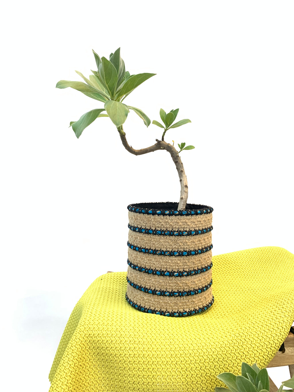 Plant Basket