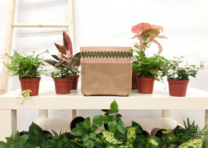 indoor plant basket